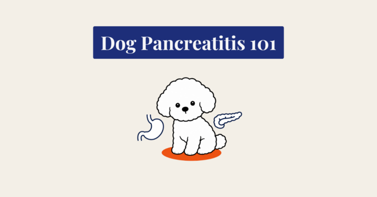 Minimalist vector illustration titled 'Dog Pancreatitis 101' on a cream background, featuring a seated white fluffy Bichon Frise dog flanked by simple line-art icons of a stomach and a pancreas.