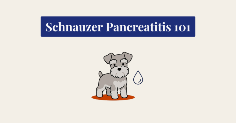 A minimalist vector illustration of a gray and white Miniature Schnauzer dog standing on a terracotta-colored oval mat against a cream-colored background. To the right of the dog is a simple, navy blue line-art icon of a water drop.