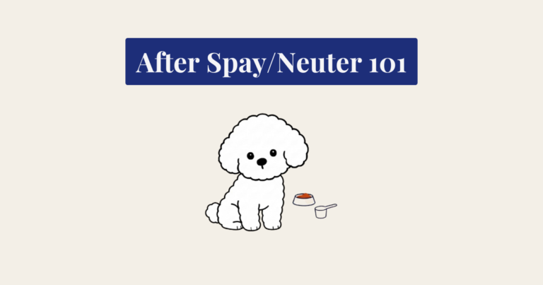 A minimalist vector illustration of a seated white, curly Bichon Frise dog. To its right are navy blue outline icons for a food bowl and a measuring scoop. The image is centered on a textured cream background with a small sparkle in the bottom right.