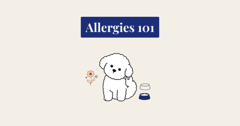 A minimalist vector illustration of a fluffy white cartoon dog sitting and facing forward. The dog is scratching its ear with a paw. To its left is a simple flower icon, and to its right are two stacked food bowls, one navy blue and one clear. Above the entire composition, a dark navy blue banner contains the white serif text 'Allergies 101'. The background is a solid, textured cream color.