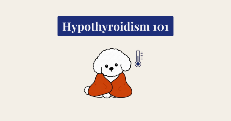 A minimalist vector illustration of a white, curly Bichon Frise dog wrapped in a burnt orange blanket. To its upper right is a dark navy blue thermometer icon. The image is centered on a textured cream background with a small sparkle.