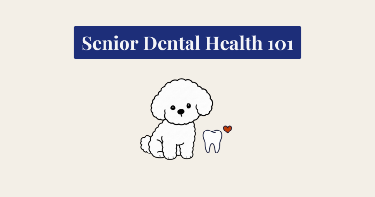 A minimalist vector illustration of a seated white Bichon Frise dog against a light cream background. To the lower right of the dog is a dark blue outline of a tooth, and to the right of the tooth is a small, solid red heart. All elements are flat 2D art with bold outlines.