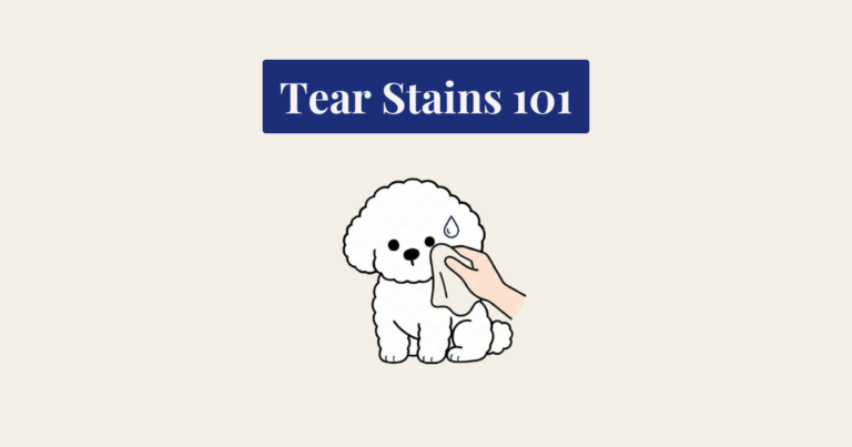 A cartoon illustration of a small, fluffy white Bichon Frise sitting down while a human hand gently wipes its eye with a cloth. A small water droplet icon is shown near the dog's face. Above the illustration, a deep blue text box reads 'Tear Stains 101' in white serif font against a cream background.