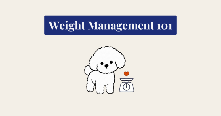 A clean, bold-line cartoon vector illustration of a fluffy white Bichon Frise standing and looking forward. To the right, a dark navy blue outline icon of a mechanical weighing scale is topped with a small burnt orange heart. The background is a textured cream color.