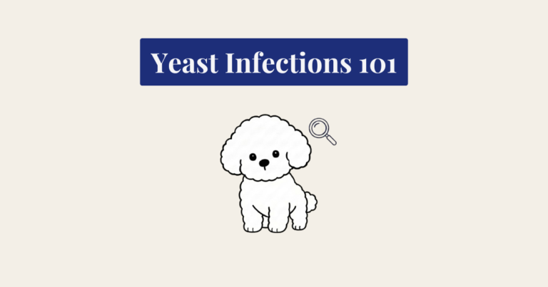 A minimalist vector illustration of a seated, fluffy white cartoon dog, like a Bichon Frise, facing forward. To the dog's right, there is a simple outline of a magnifying glass. Above the entire composition, a dark blue rectangular banner contains the white serif text 'Yeast Infections 101'. The background is a solid, textured cream color.