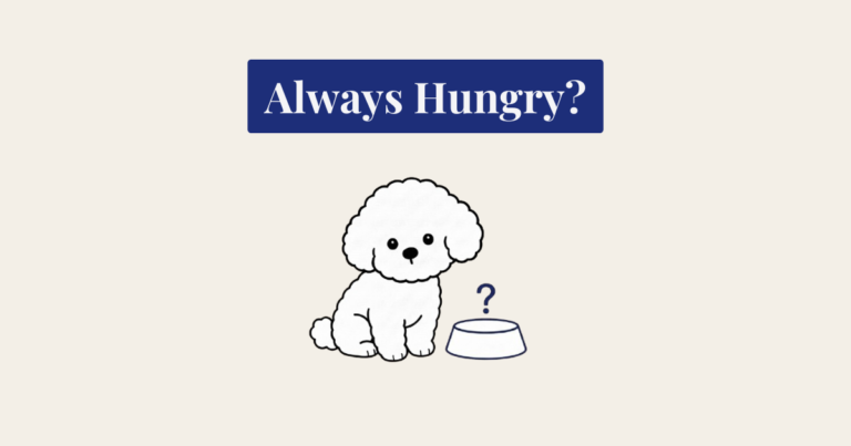 A minimalist vector illustration of a seated white Bichon Frise dog, looking with an alert expression towards an empty food bowl. Above the bowl is a deep navy blue question mark. The composition is centered on a textured cream background.