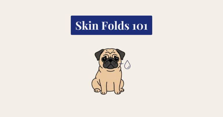 A minimalist vector illustration shows a sitting fawn-colored pug against a cream background. A navy blue rectangular banner above the pug contains the white text "Skin Folds 101". To the right of the pug's head, a small blue line points to a teardrop-shaped water droplet. The overall image has a clean, educational presentation.
